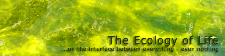 21st Century Ecology of Life