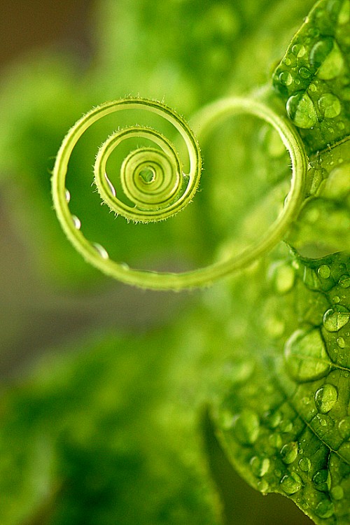 Green Heart